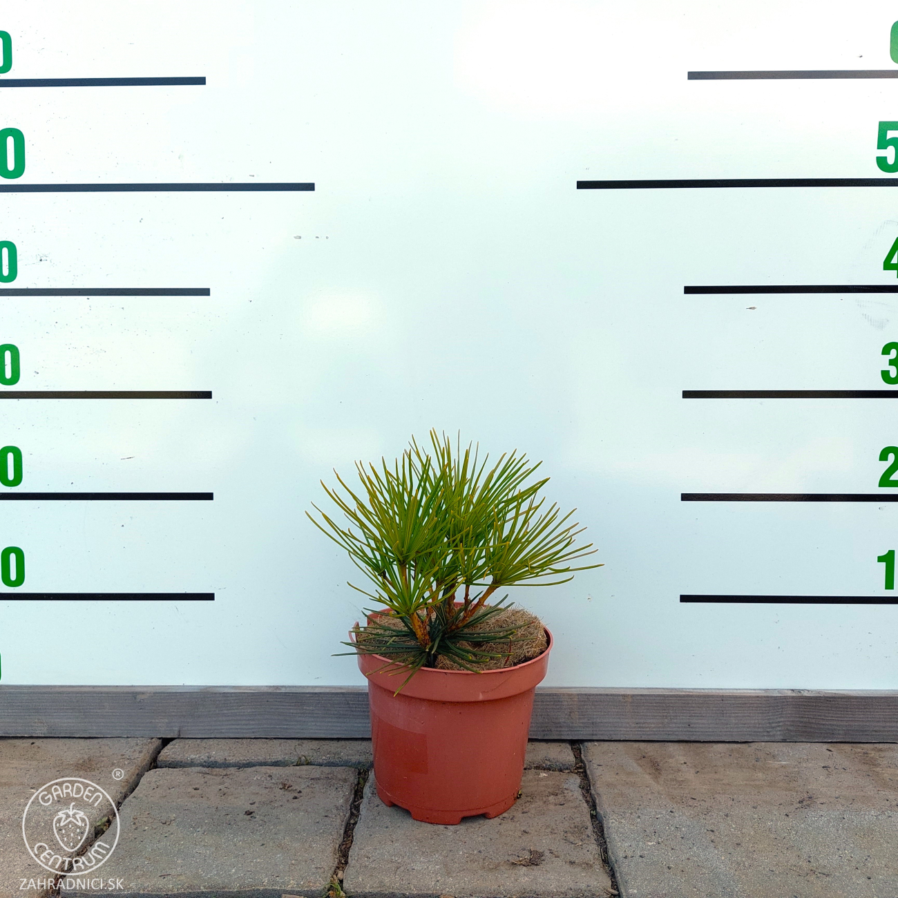 Obrázok Dáždnikovec praslenovitý (Sciadopitys Verticillata) - japonská borovica – výška 10-15 cm, kont. C2L